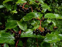 Cornus sanguinea 34, Rode kornoelje, Saxifraga-Ed Stikvoort