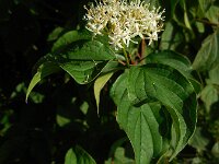 Cornus sanguinea 35, Rode kornoelje, Saxifraga-Ed Stikvoort