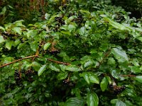 Cornus sanguinea 36, Rode kornoelje, Saxifraga-Ed Stikvoort