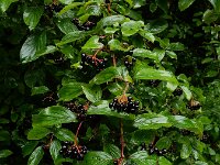 Cornus sanguinea 37, Rode kornoelje, Saxifraga-Ed Stikvoort