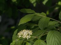 Cornus sanguinea 38, Rode kornoelje, Saxifraga-Jan van der Straaten