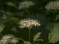 Cornus sanguinea 39, Rode kornoelje, Saxifraga-Jan van der Straaten