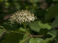 Cornus sanguinea 40, Rode kornoelje, Saxifraga-Jan van der Straaten