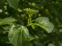 Cornus sanguinea 41, Rode kornoelje, Saxifraga-Jan van der Straaten