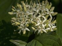 Cornus sanguinea 42, Rode kornoelje, Saxifraga-Jan van der Straaten