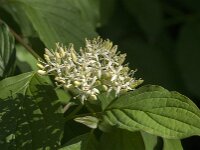 Cornus sanguinea 43, Rode kornoelje, Saxifraga-Jan van der Straaten