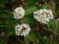 Cornus sericea