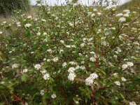 Cornus sericea 2, Canadese kornoelje, Saxifraga-Ed Stikvoort