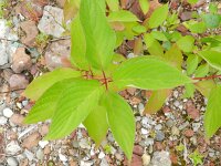 Cornus sericea 2, Canadese kornoelje, Saxifraga-Rutger Barendse
