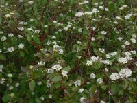 Cornus sericea 3, Canadese kornoelje, Saxifraga-Ed Stikvoort
