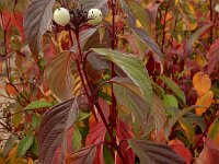 Cornus sericea 4, Canadese kornoelje, Saxifraga-Ed Stikvoort