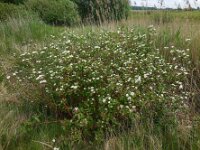Cornus sericea 5, Canadese kornoelje, Saxifraga-Ed Stikvoort