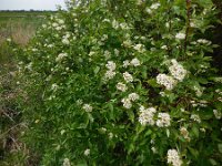 Cornus sericea 6, Canadese kornoelje, Saxifraga-Ed Stikvoort