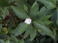 Cornus sericea 7, Canadese kornoelje, Saxifraga-Peter Meininger