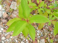 Cornus sericea 8, Canadese kornoelje, Saxifraga-Rutger Barendse