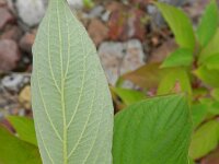 Cornus sericea 9, Canadese kornoelje, Saxifraga-Rutger Barendse