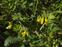 Coronilla emerus 4, Saxifraga-Willem van Kruijsbergen