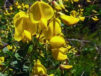 Coronilla emerus 9, Saxifraga-Hans Grotenhuis