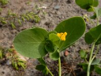 Coronilla scorpioides 10, Saxifraga-Ed Stikvoort : duindoorn Kop van Schouwen s9900