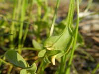 Coronilla scorpioides 3, Saxifraga-Rutger Barendse