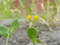 Coronilla scorpioides 4, Saxifraga-Rutger Barendse