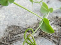 Coronilla scorpioides 6, Saxifraga-Rutger Barendse