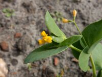 Coronilla scorpioides 8, Saxifraga-Ed Stikvoort : duindoorn Kop van Schouwen s9900