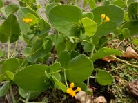 Coronilla scorpioides 9, Saxifraga-Ed Stikvoort : duindoorn Kop van Schouwen s9900