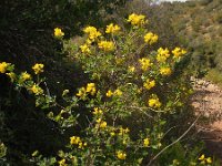 Coronilla valentina ssp glauca 10, Saxifraga-Ed Stikvoort