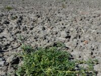 Coronopus squamatus  13, Grove varkenskers, Saxifraga-Ed Stikvoort