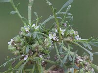 Coronopus squamatus  3, Grove varkenskers, Saxifraga-Peter Meininger