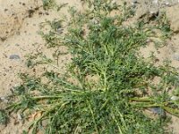 Coronopus squamatus  8, Grove varkenskers, Saxifraga-Rutger Barendse