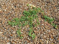Corrigola litoralis 27, Riemjes, Saxifraga-Hans Grotenhuis