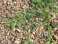 Corrigola litoralis 29, Riemjes, Saxifraga-Hans Grotenhuis