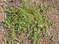 Corrigola litoralis 30, Riemjes, Saxifraga-Hans Grotenhuis
