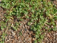 Corrigola litoralis 31, Riemjes, Saxifraga-Hans Grotenhuis