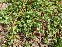 Corrigola litoralis 6, Riemjes, Saxifraga-Hans Grotenhuis