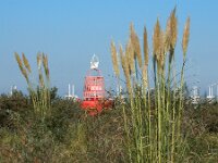 Cortaderia selloana 11, Pampagras, Saxifraga-Ed Stikvoort