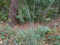 Cortaderia selloana 3, Pampagras, Saxifraga-Rutger Barendse