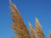 Cortaderia selloana 6, Pampagras, Saxifraga-Ed Stikvoort