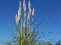 Cortaderia selloana 8, Pampagras, Saxifraga-Ed Stikvoort