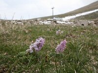 Corydalis densiflora 4, Saxifraga-Dirk Hilbers