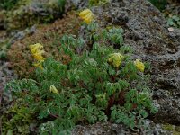 Corydalis lutea 2, Gele helmbloem, Saxifraga-Willem van Kruijsbergen