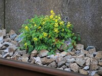 Corydalis lutea 6, Gele helmbloem, Saxifraga-Bart Vastenhouw