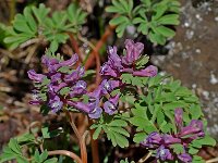 Corydalis solida 14, Vingerhelmbloem, Saxifraga-Willem van Kruijsbergen