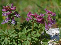 Corydalis solida 16, Vingerhelmbloem, Saxifraga-Willem van Kruijsbergen