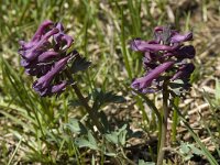 Corydalis solida 17, Vingerhelmbloem, Saxifraga-Marijke Verhagen