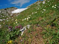 Corydalis solida 18, Vingerhelmbloem, habitat, Saxifraga-Willem van Kruijsbergen