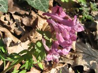 Corydalis solida 19, Vingerhelmbloem, Saxifraga-Jasenka Topic