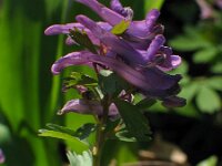 Corydalis solida 20, Vingerhelmbloem, Saxifraga-Jasenka Topic